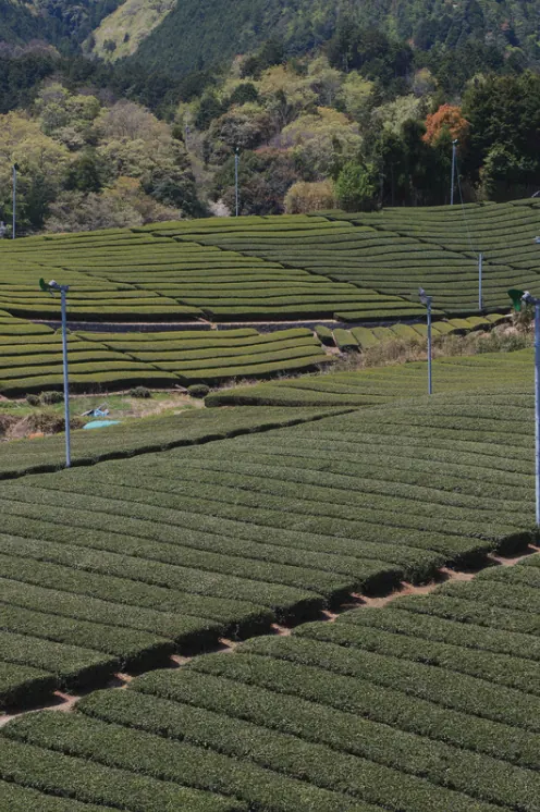 Aerial view of Japanese tea fields in the hills