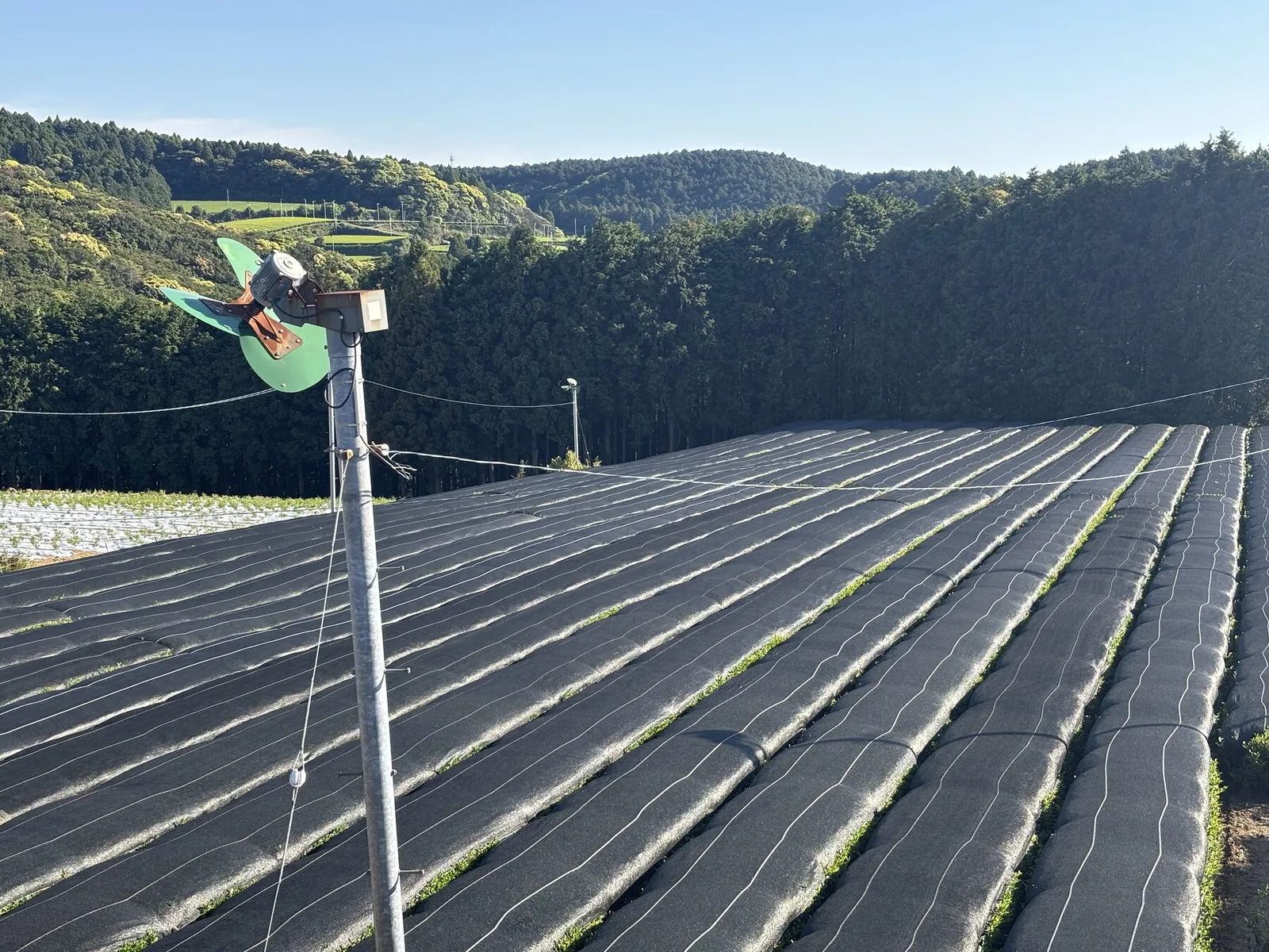 Rows of tea under black shade cloth with a frost fan, in the Ureshino-Sonogi tea belt.
