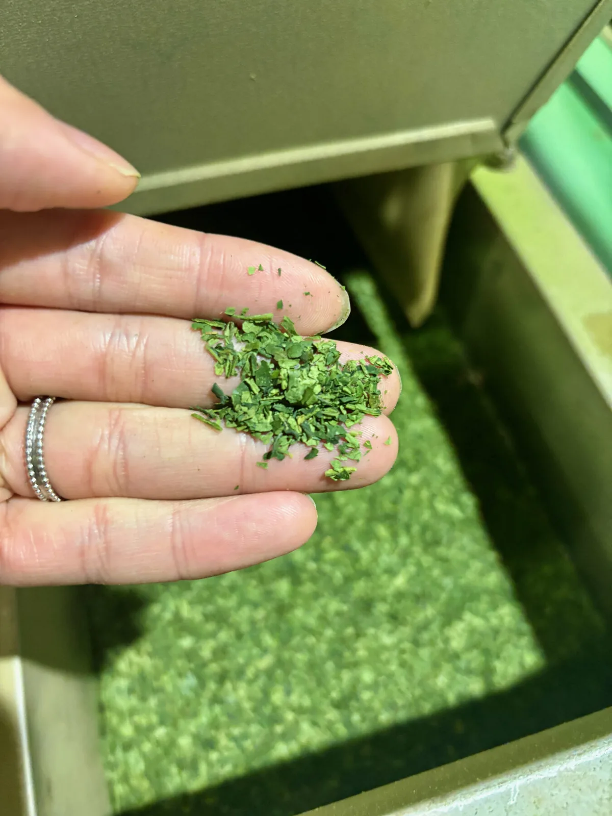 A hand holding flakes of dried tencha over a bin of leaf.
