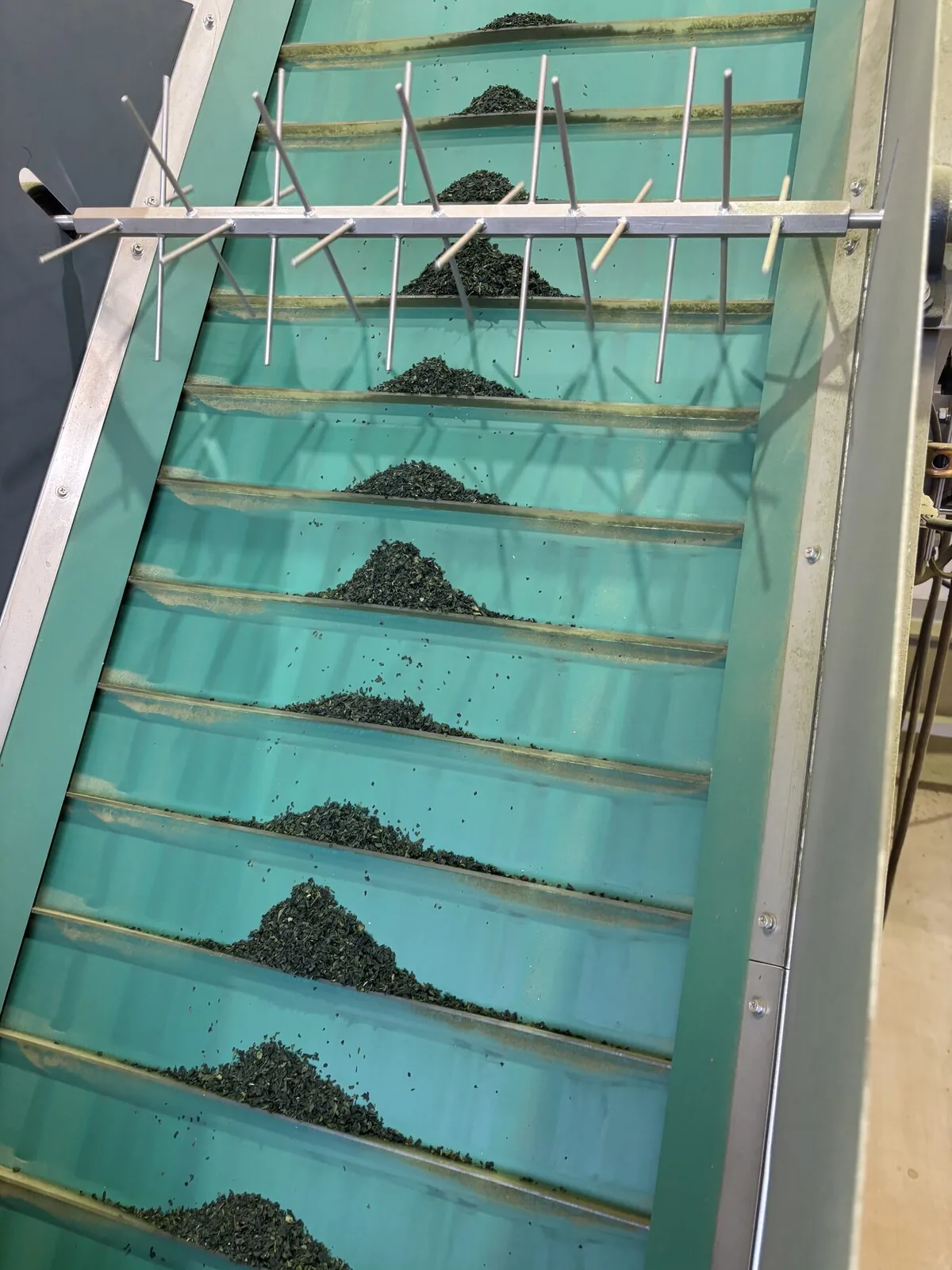 Tencha moving up a conveyor inside a tea processing facility.