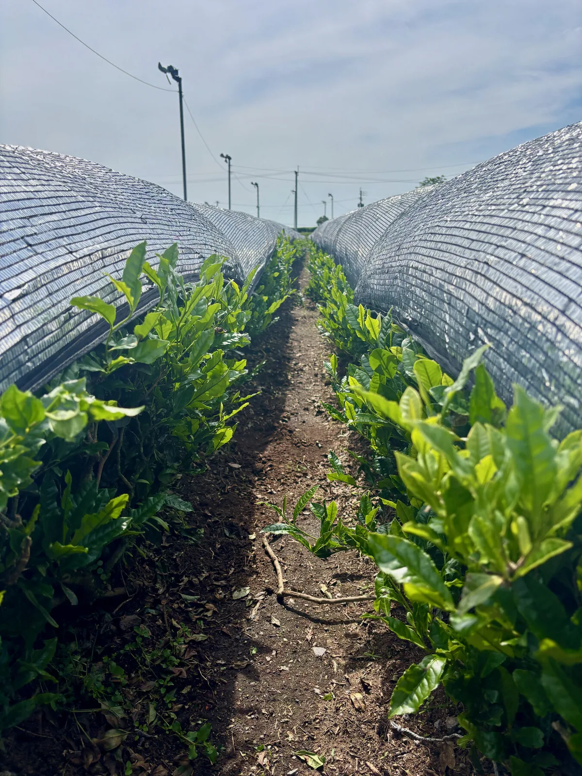 Tea rows under direct shade covering in Kirishima.