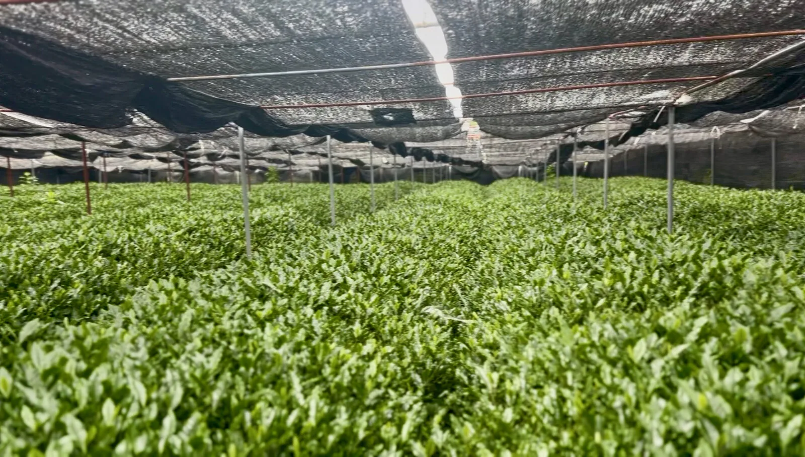 Later-season new tea growth under black shade cloth in a Japanese tea field, July 2026.