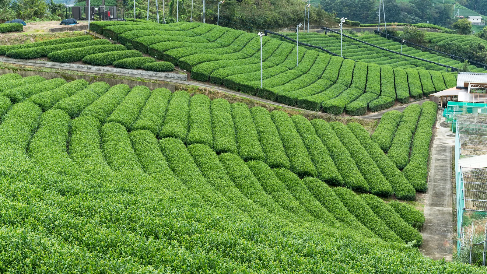 Rows of tea bushes on terraced slopes above a small village.