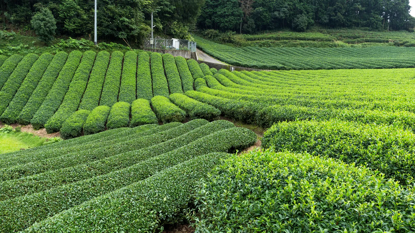 Rows of tea bushes on a Japanese tea farm