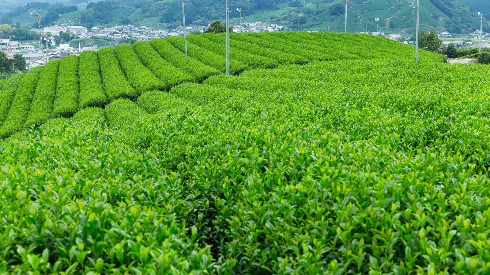 A Japanese tea field planted in long rows