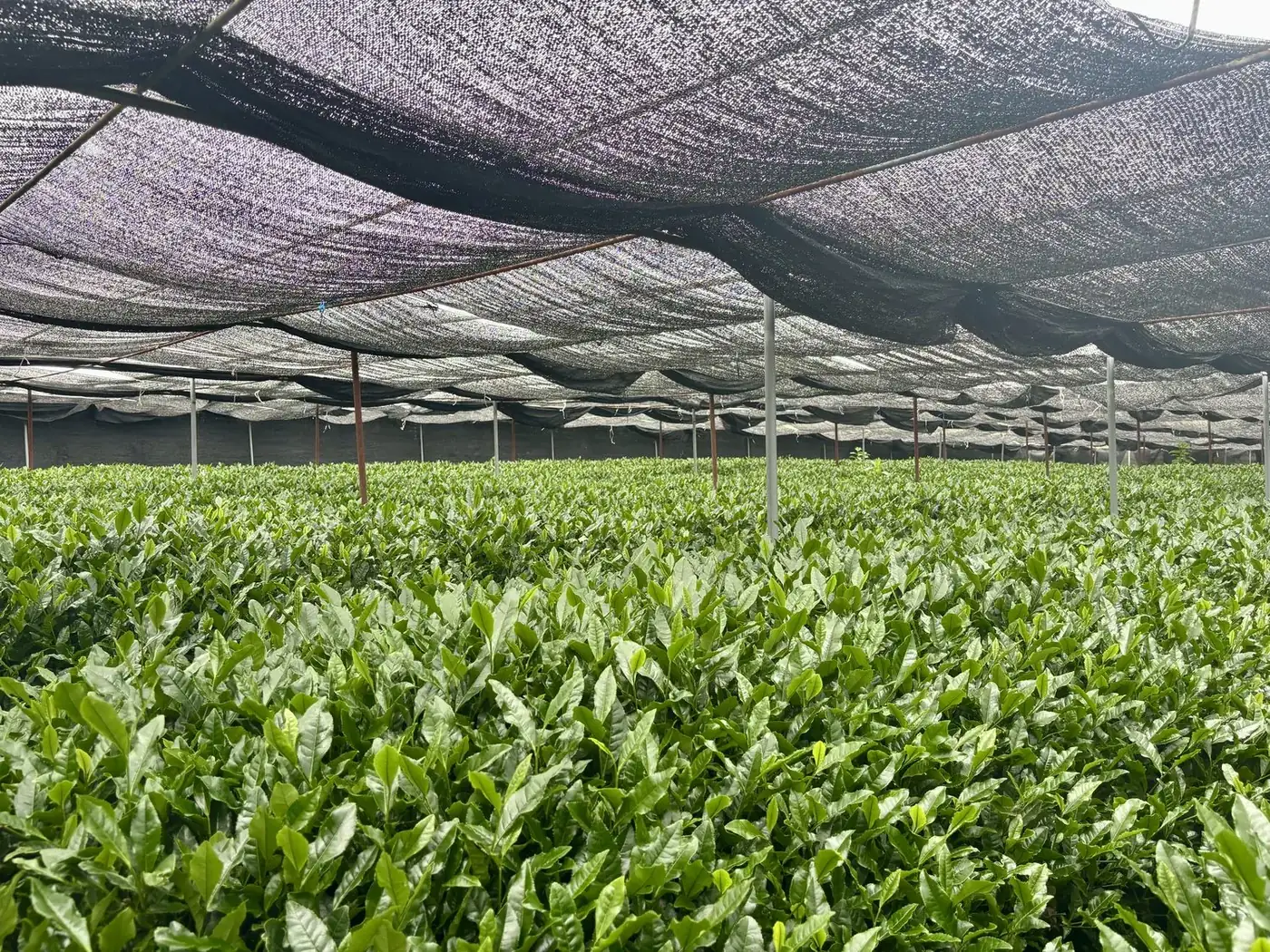 Tea leaves growing under shade covers, destined for tencha