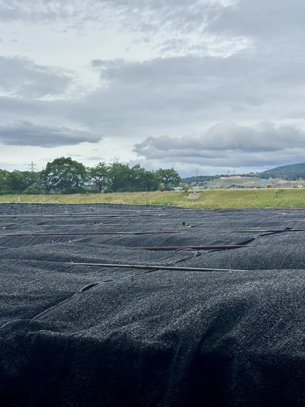 Tea field under full black shade netting before the first flush, the covering that turns leaf into tencha.