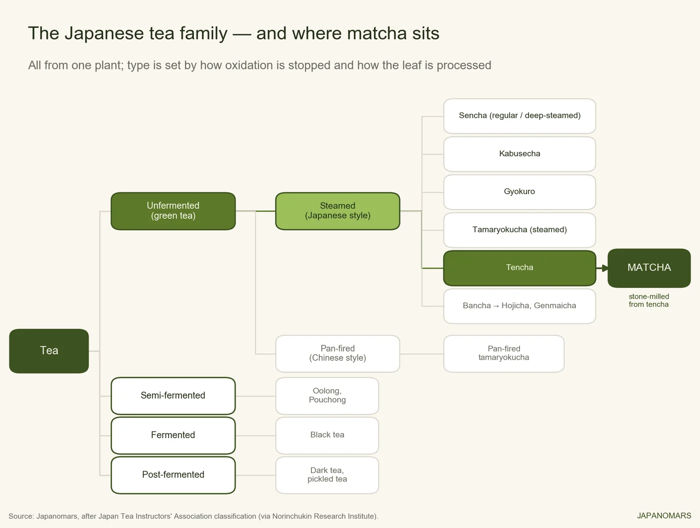 Family tree of Japanese tea, dividing by fermentation then steamed vs pan-fired, with matcha on the steamed shade-grown branch