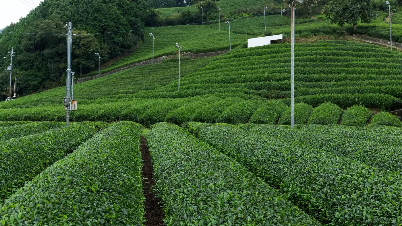 Rows of tea bushes growing in a Japanese tea field