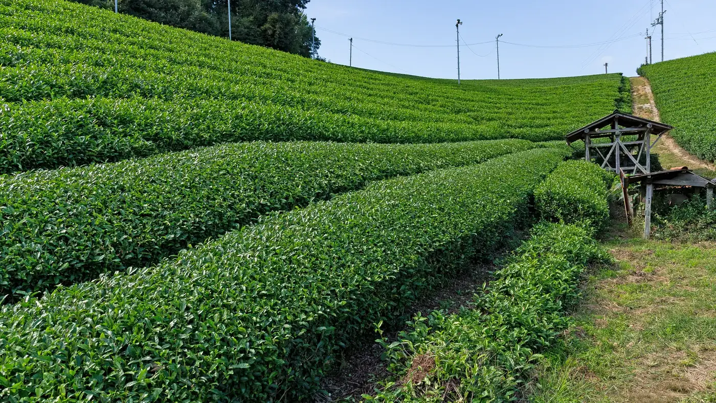 Rows of tea bushes on a Japanese tea farm