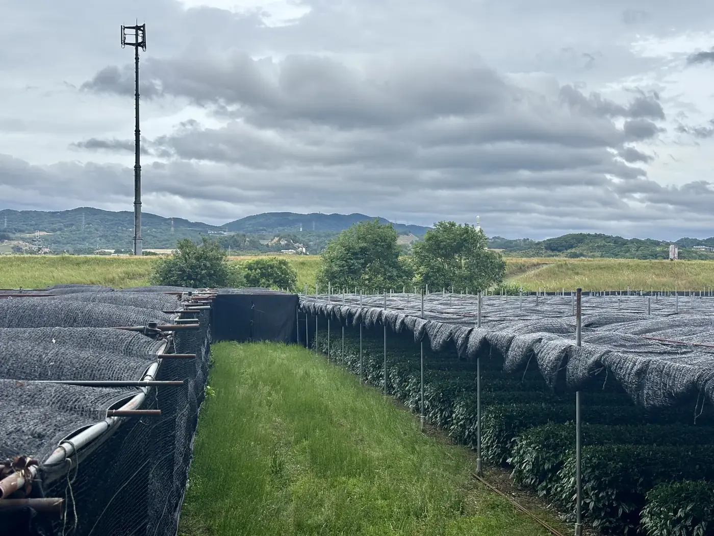 Rows of Japanese tea plants under black shade netting in the weeks before the matcha harvest