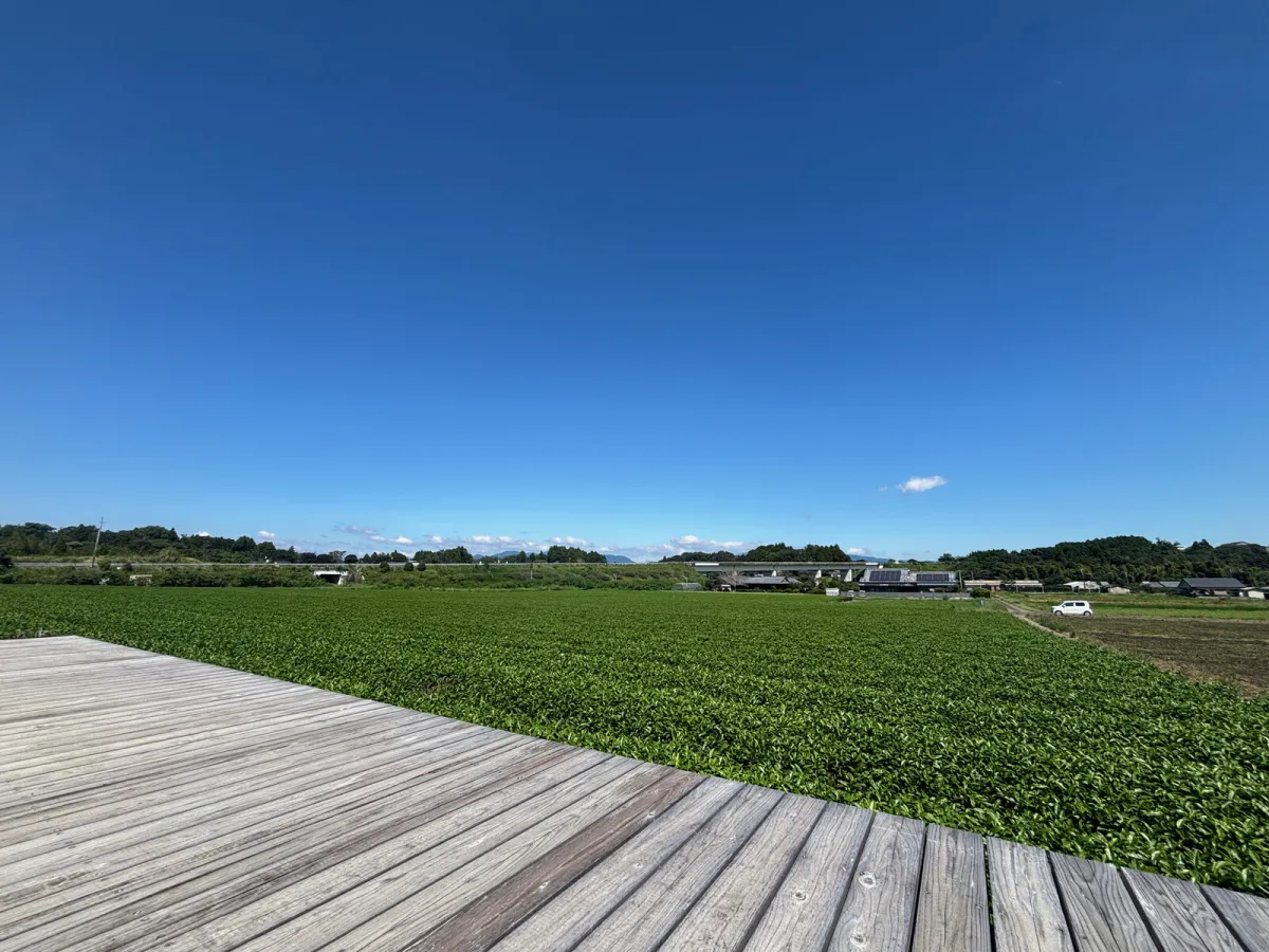 Tea fields beside a wooden deck in Shintomi, Miyazaki