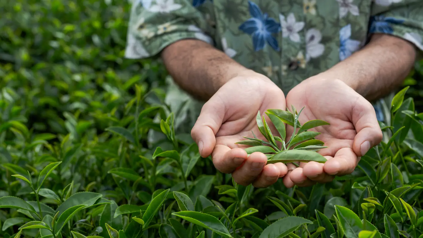 A tea farmer holding freshly picked tea leaves in cupped hands above rows of tea bushes.