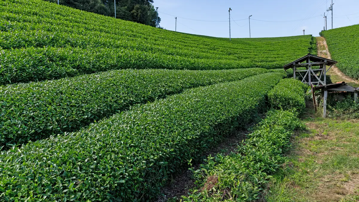 Long rows of green tea bushes on a hillside tea farm in Japan under a clear sky.