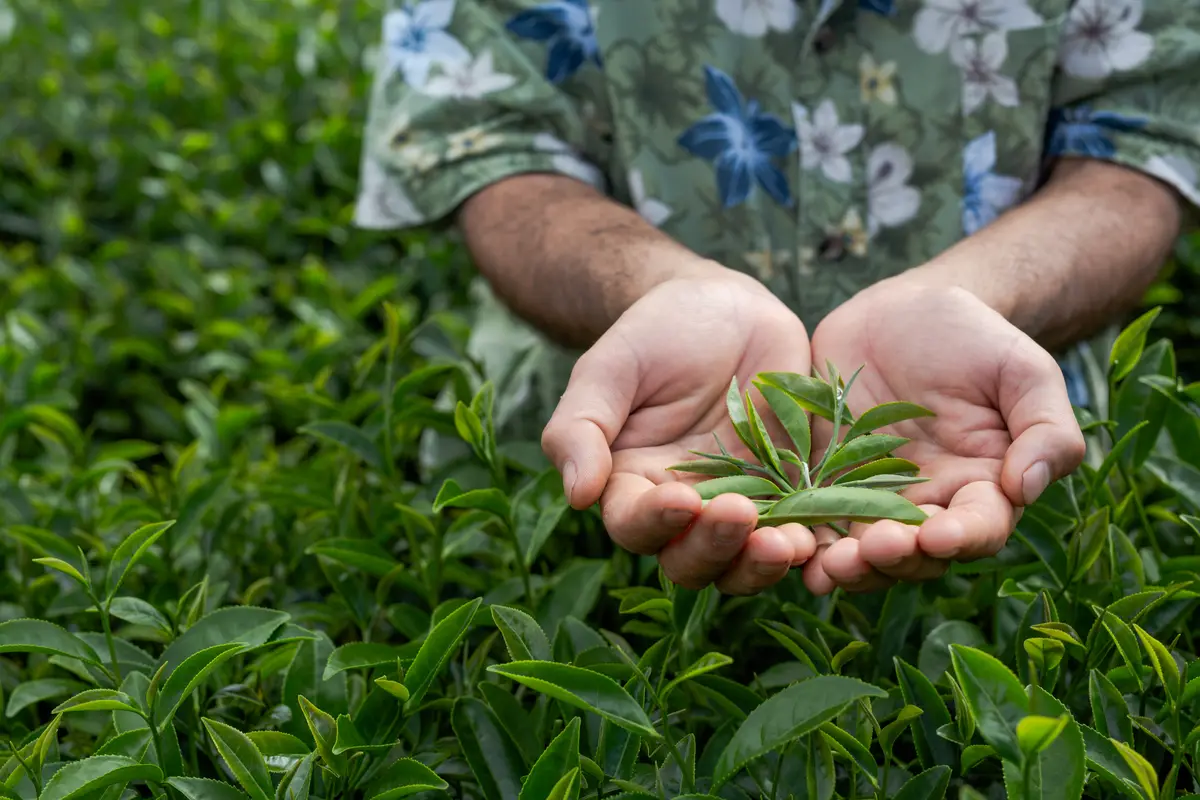 Two cupped hands holding freshly picked green tea shoots above a field of tea bushes.