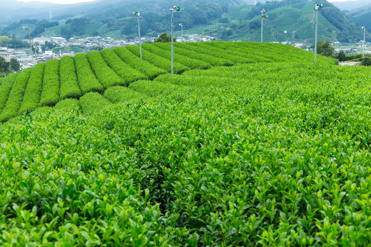 Rows of bright green tea bushes on a hillside in Japan, with frost fans on poles and a small town in the valley below.