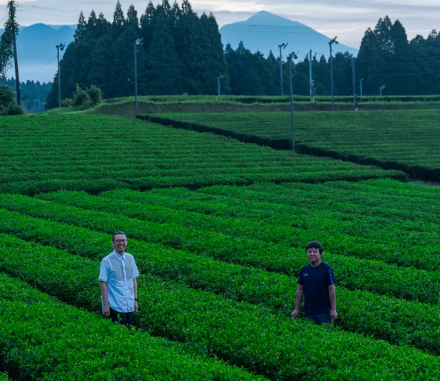 Walking the rows at dawn, Kagoshima