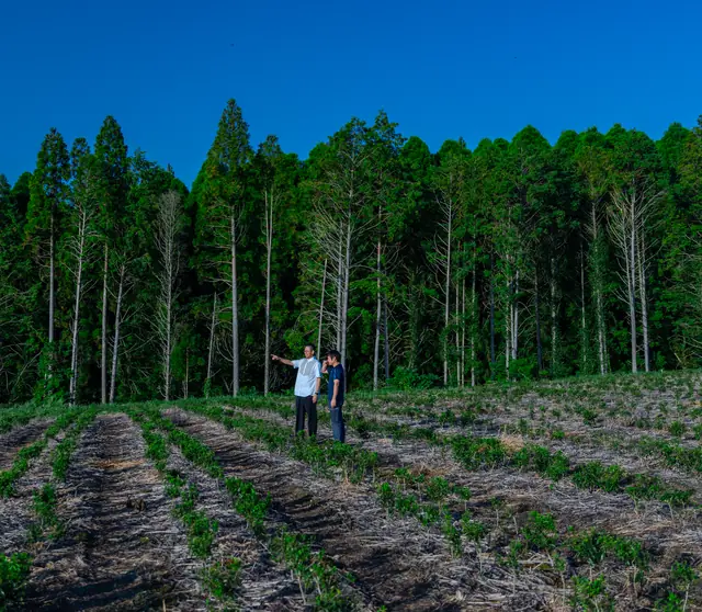 Young tea plants planted two years ago at the edge of the forest, Kagoshima