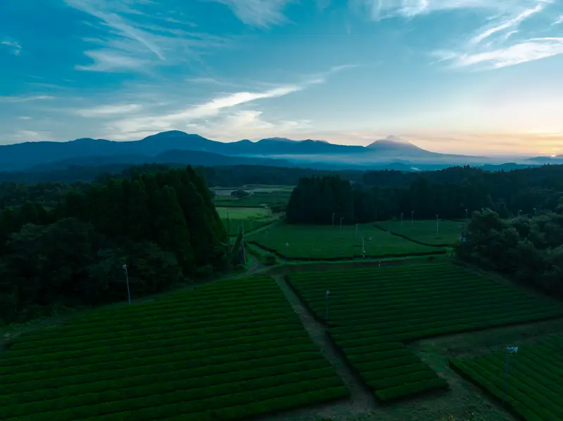 Aerial view of tea fields at dawn in Kirishima, Kagoshima