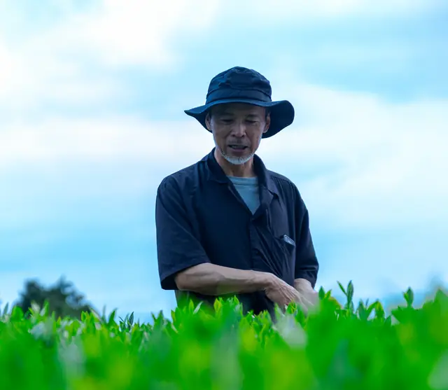 A tea farmer checking his leaves in the field, Nagasaki