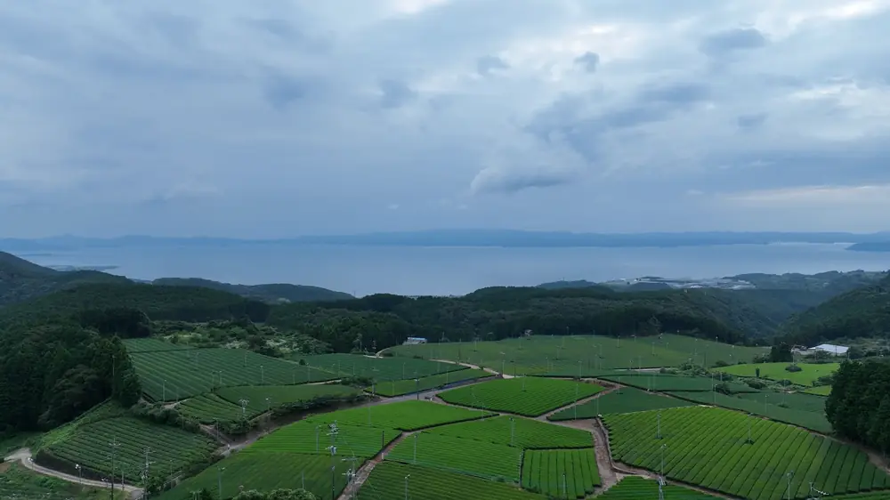 Aerial view of tea fields above the sea in Kyushu
