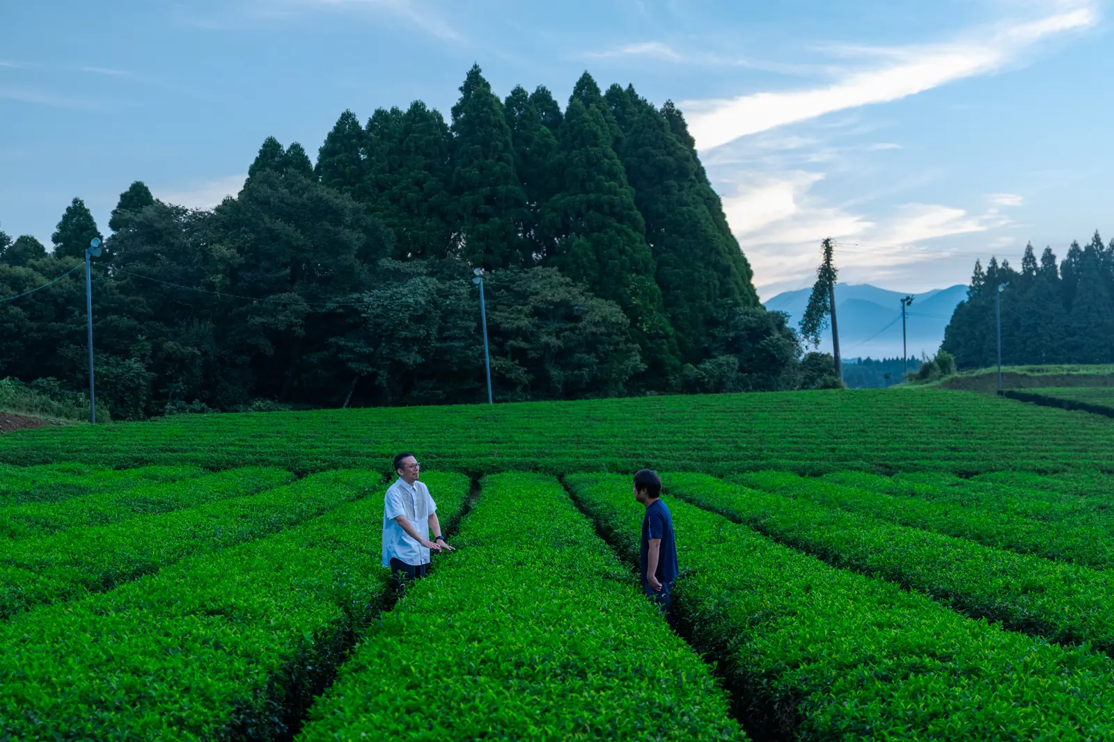 Two people walking between rows of tea bushes at dawn.