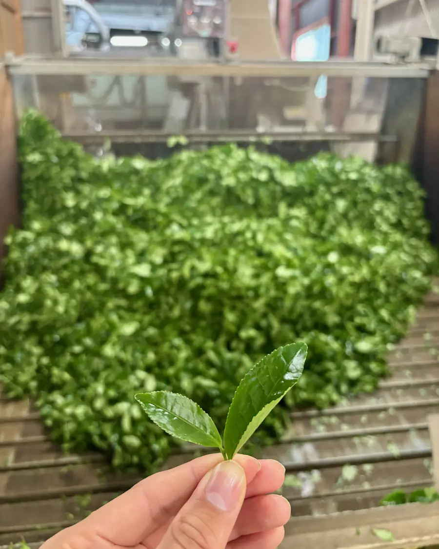Freshly picked leaf
