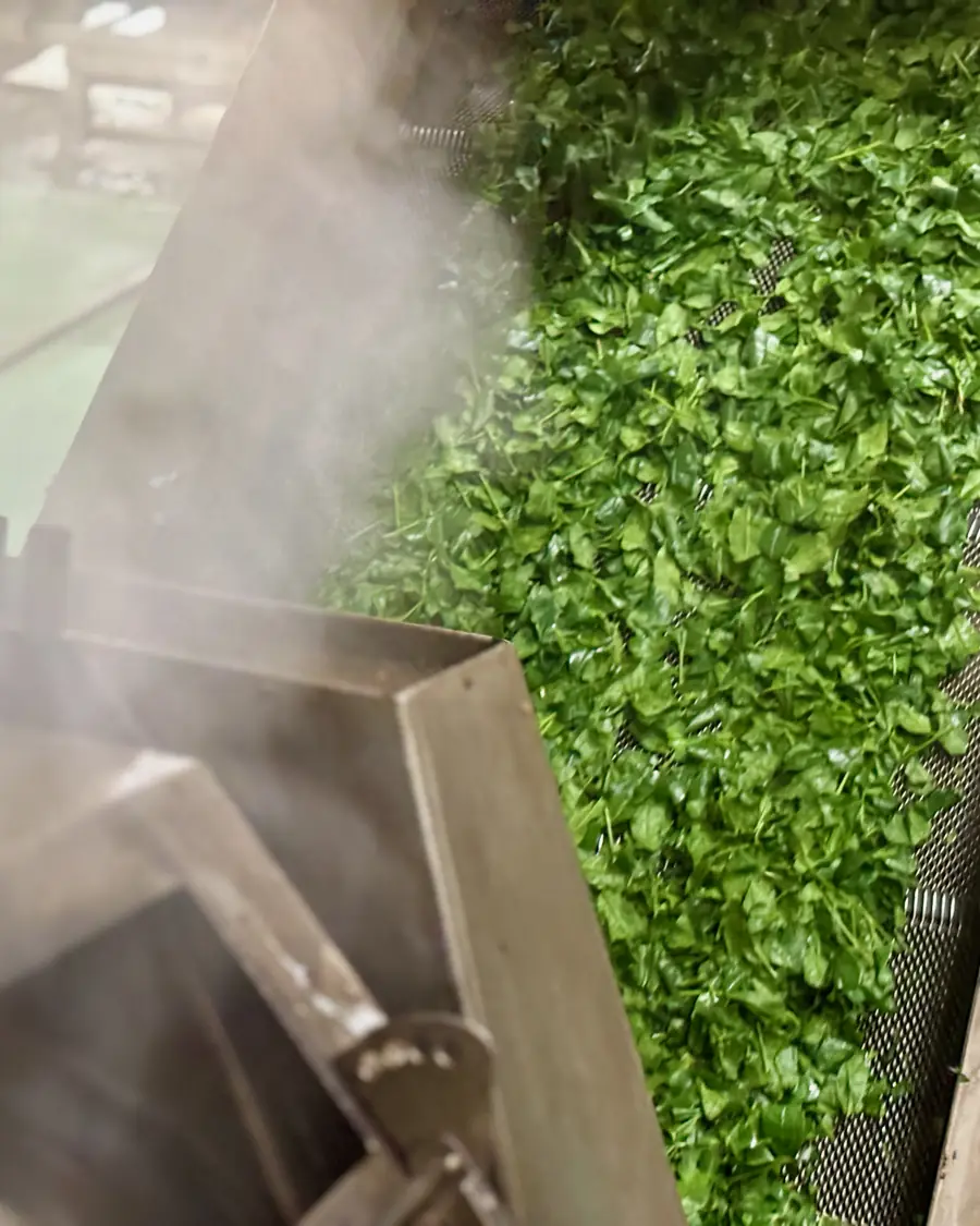 Steamed, to keep the green