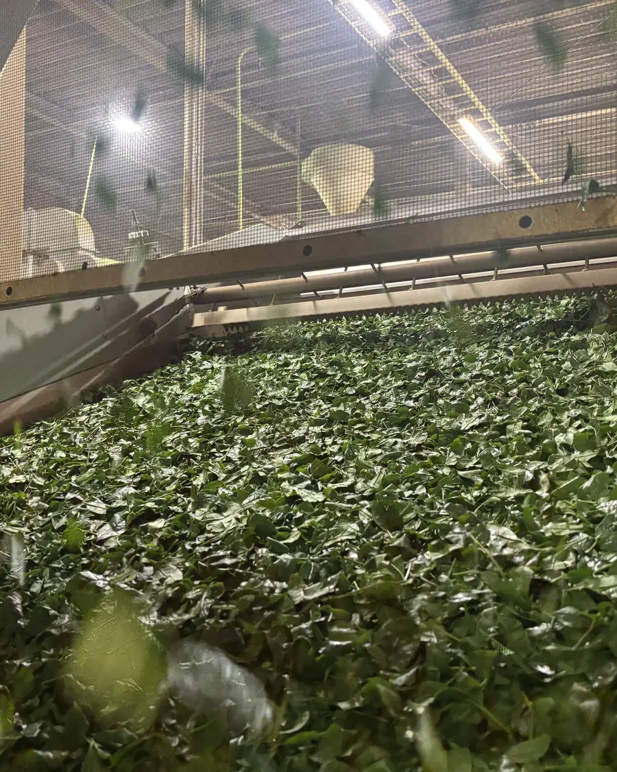 Spread out to dry, never rolled