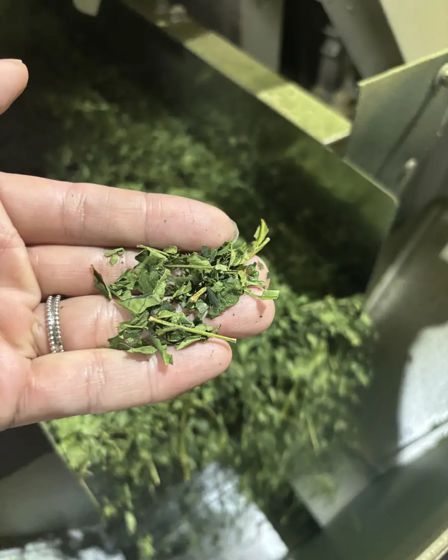 Dried flakes, called tencha