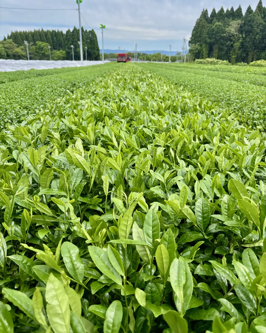 May. First-flush shoots, ready to pick