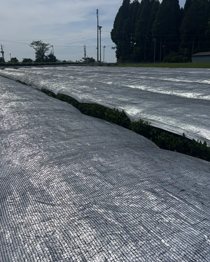 Covered rows, May