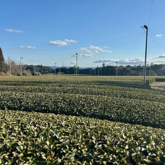 Winter rows