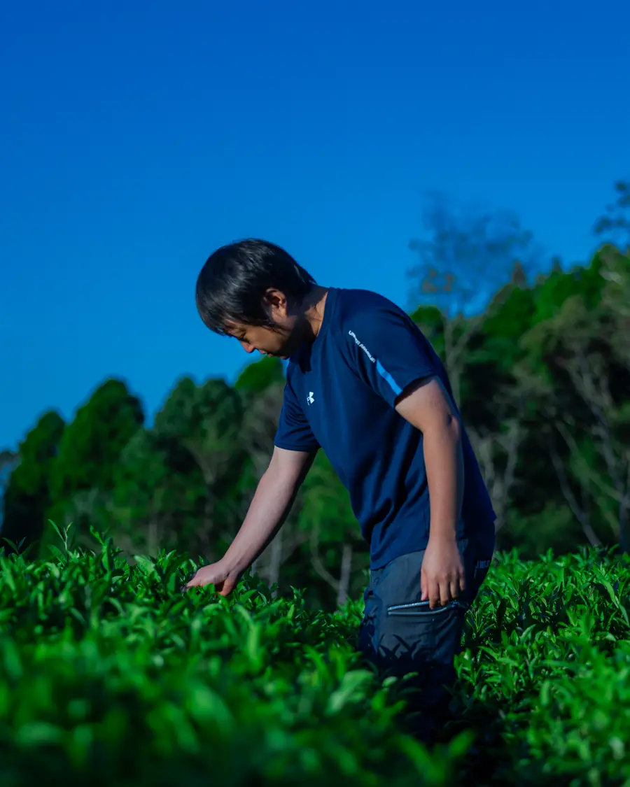 Tatsunori checking the new leaves