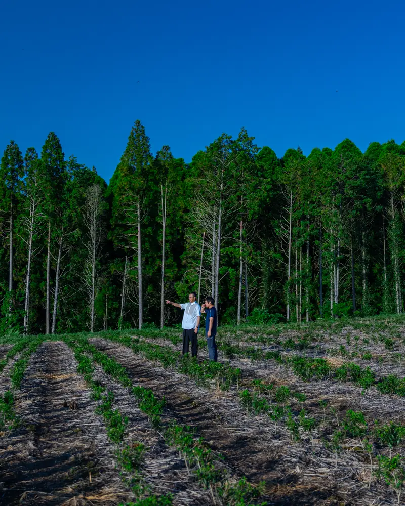 Newly planted rows beside the forest