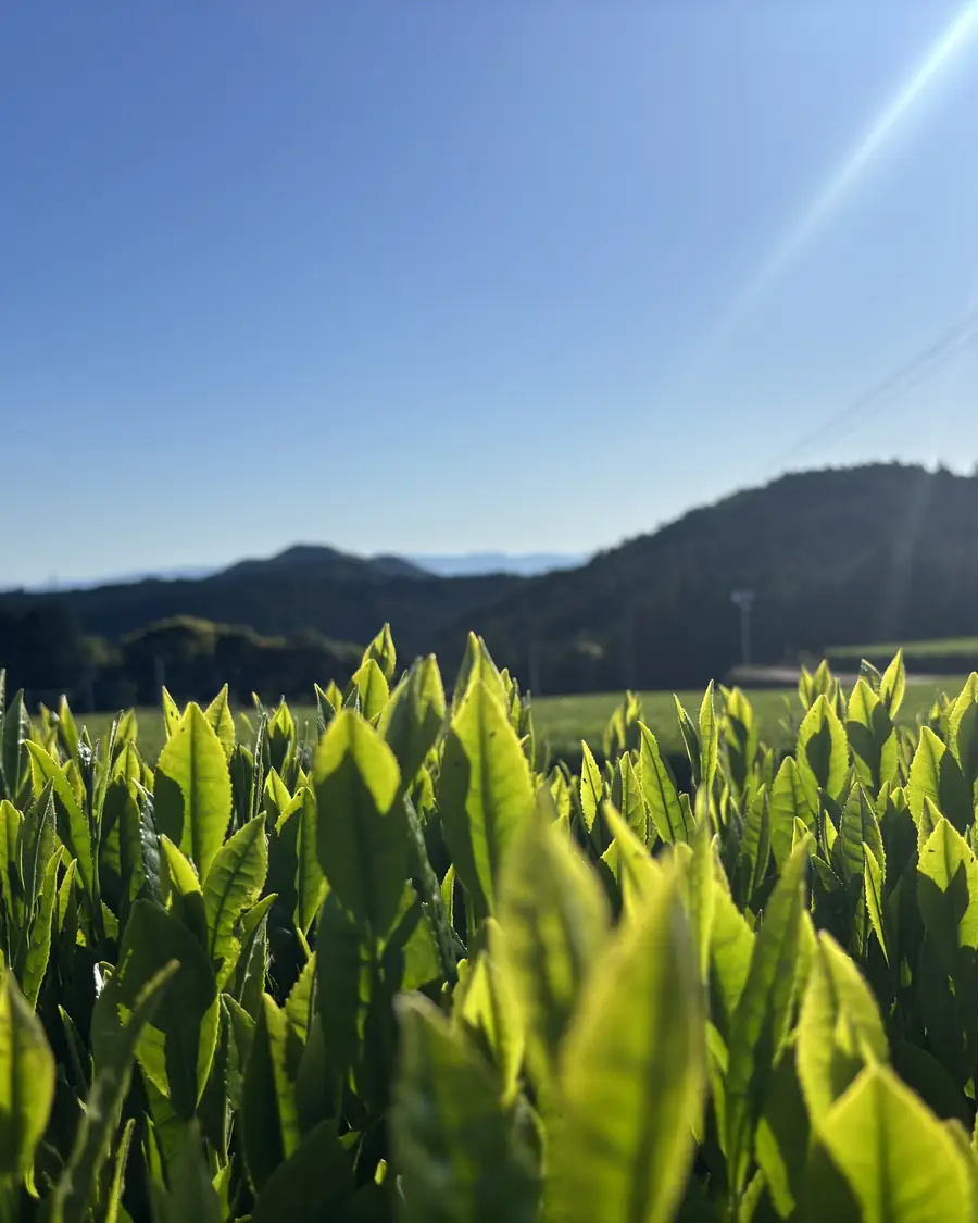 May. New shoots in the morning sun
