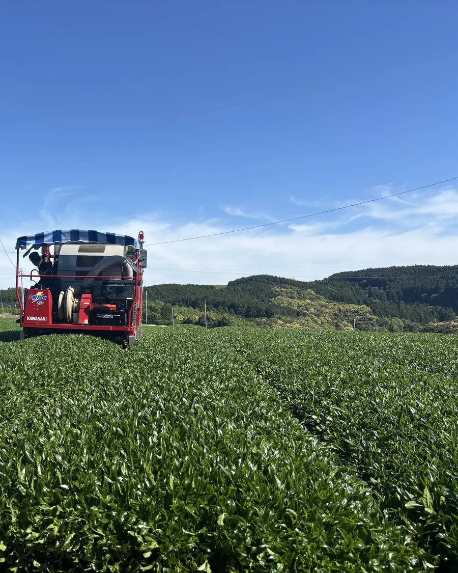 The harvester moves down the rows