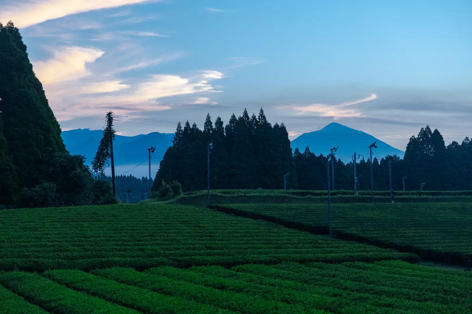 Kirishima, Kagoshima tea fields