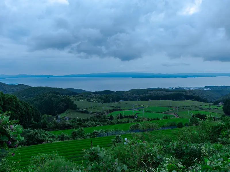 Ureshino, Saga tea fields