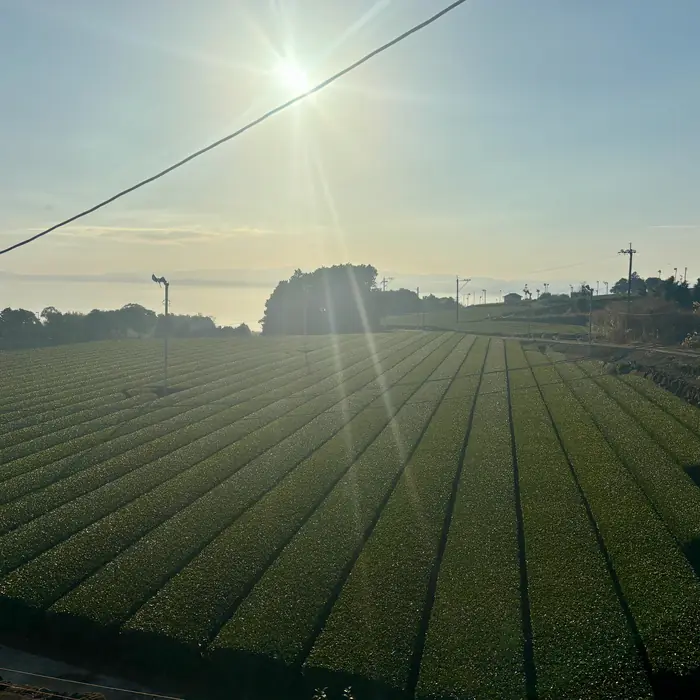 Winter rows above the bay