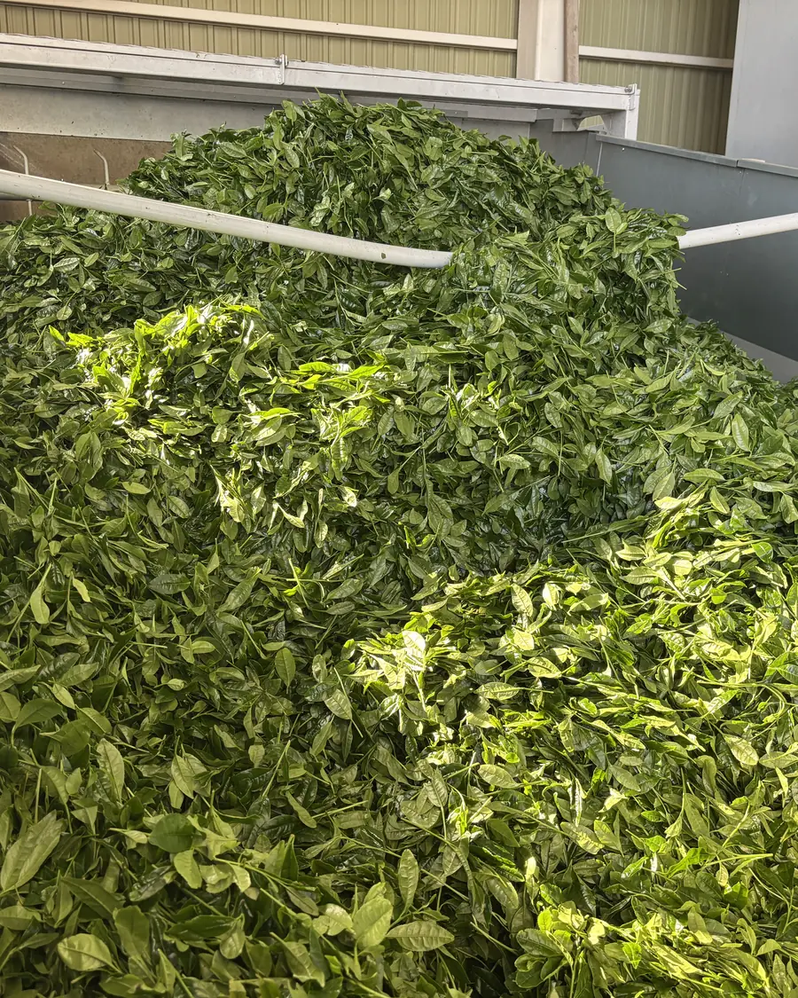 Fresh leaf at the factory