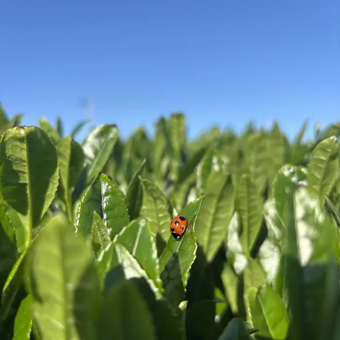 A ladybird on the new leaves