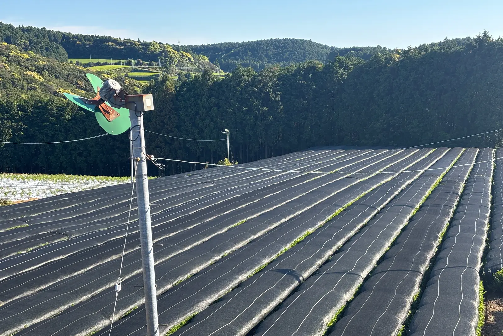 Rows under shade cloth, May