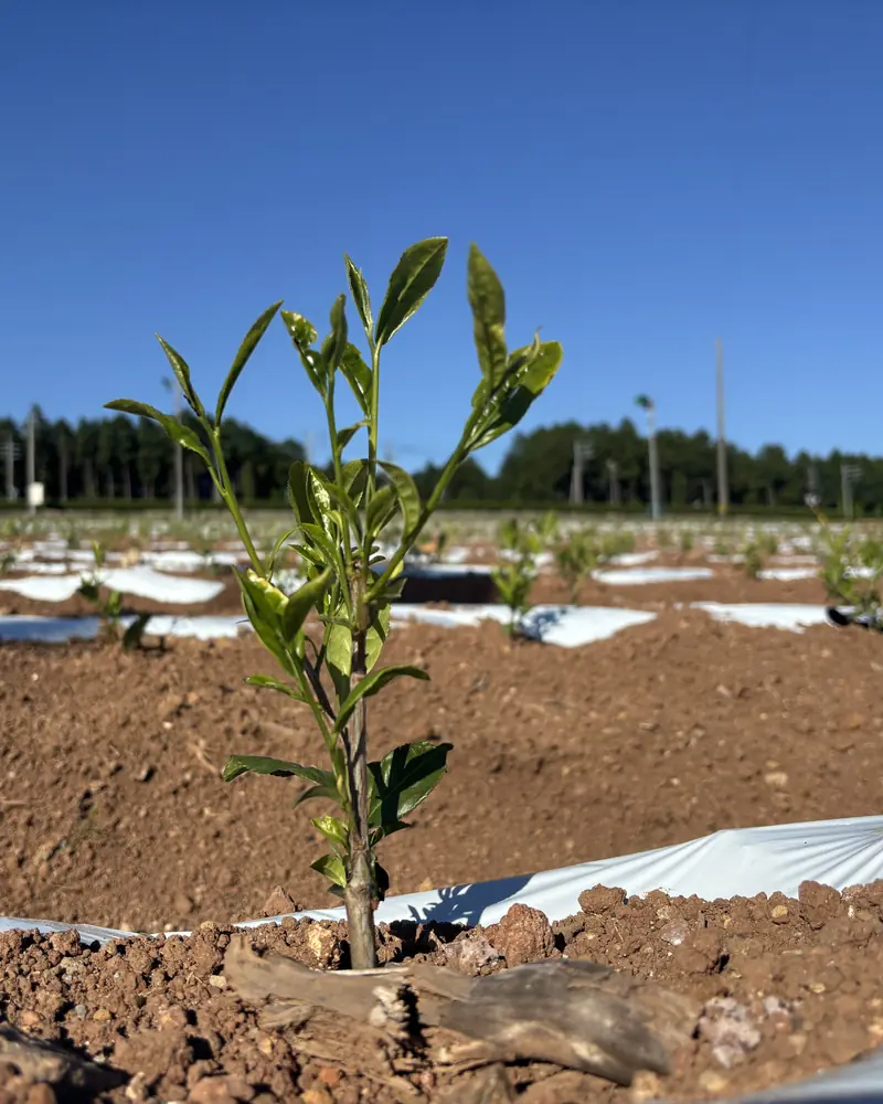 A young plant in fresh soil, May
