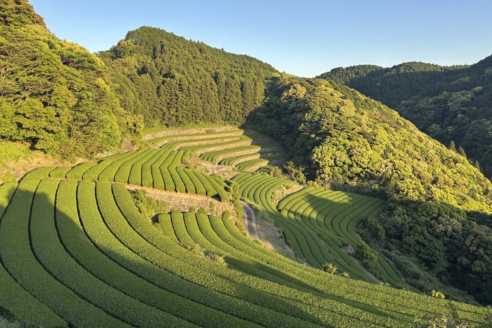 Terraced tea hills in the evening light, May