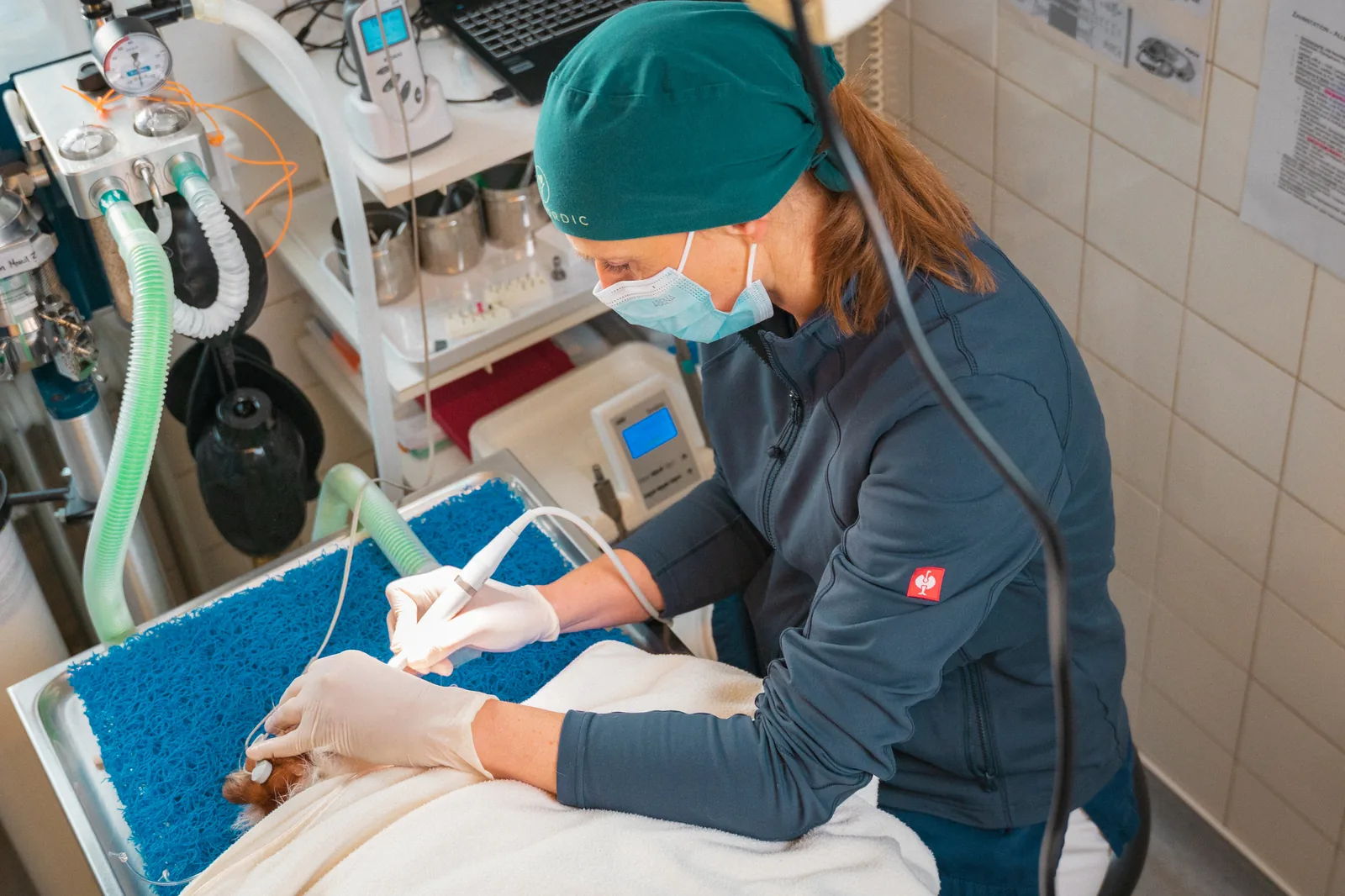 Operation: Tierärztin operiert ein Tier im OP