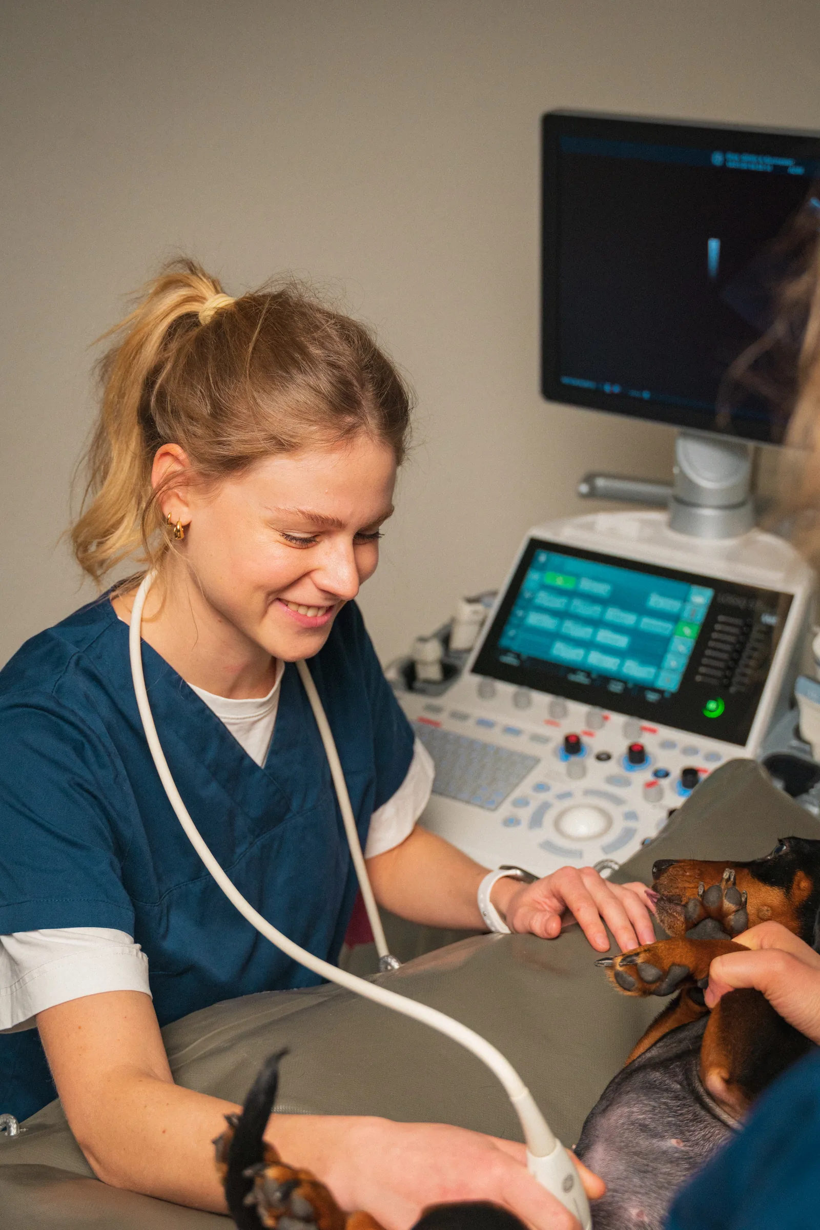 Behandlung: Ultraschalluntersuchung beim Hund