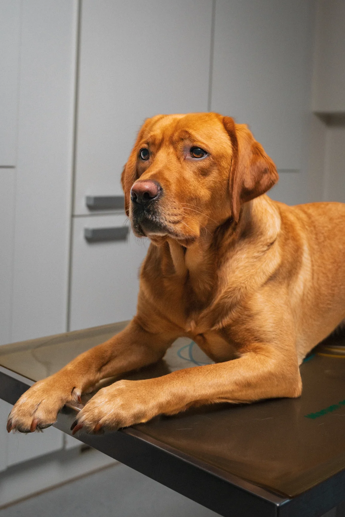Labrador auf dem Behandlungstisch der Tierarztpraxis an der Elbe