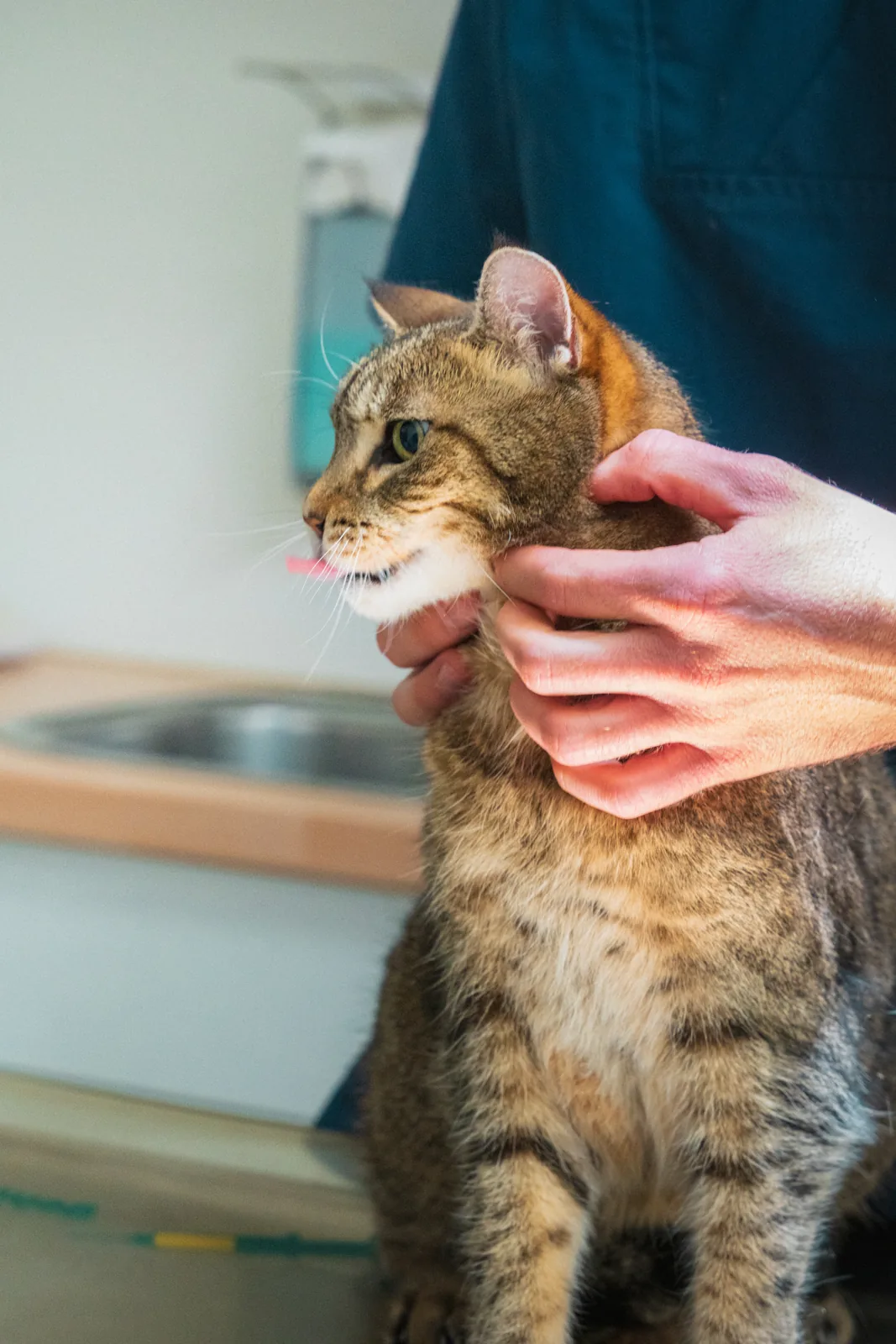 Sanfte Kontrolle einer Katze in der Praxis