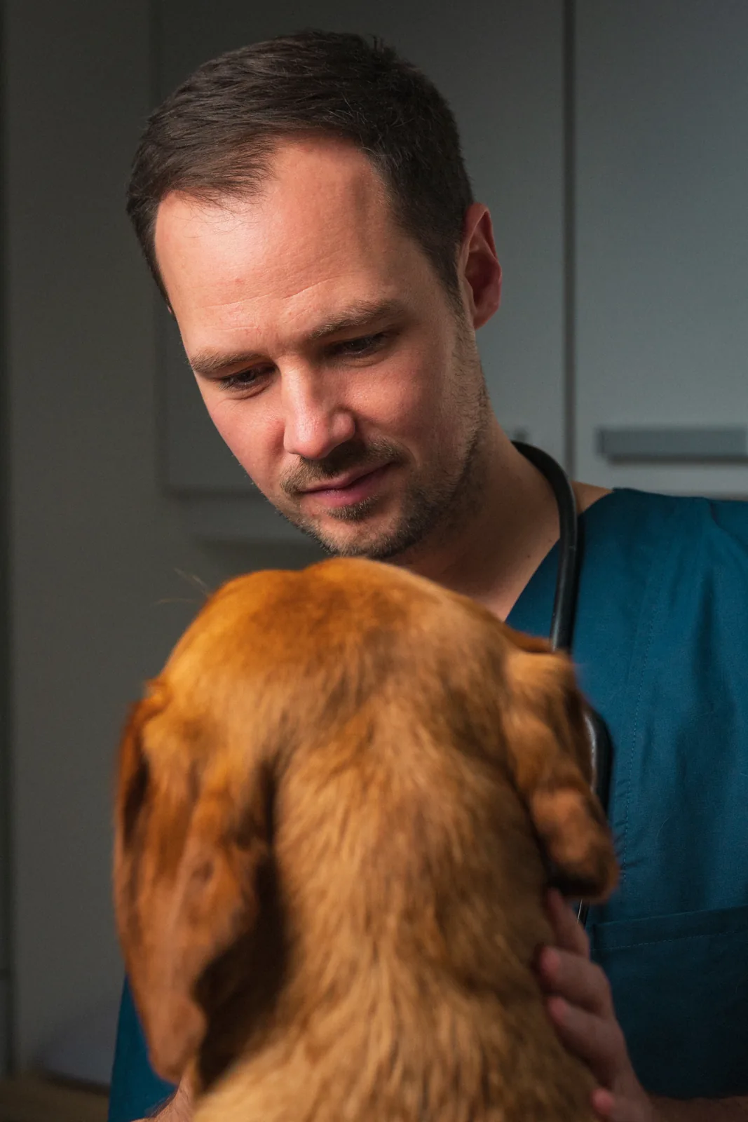 Tierarzt hält den Kopf eines Hundes sanft in beiden Händen